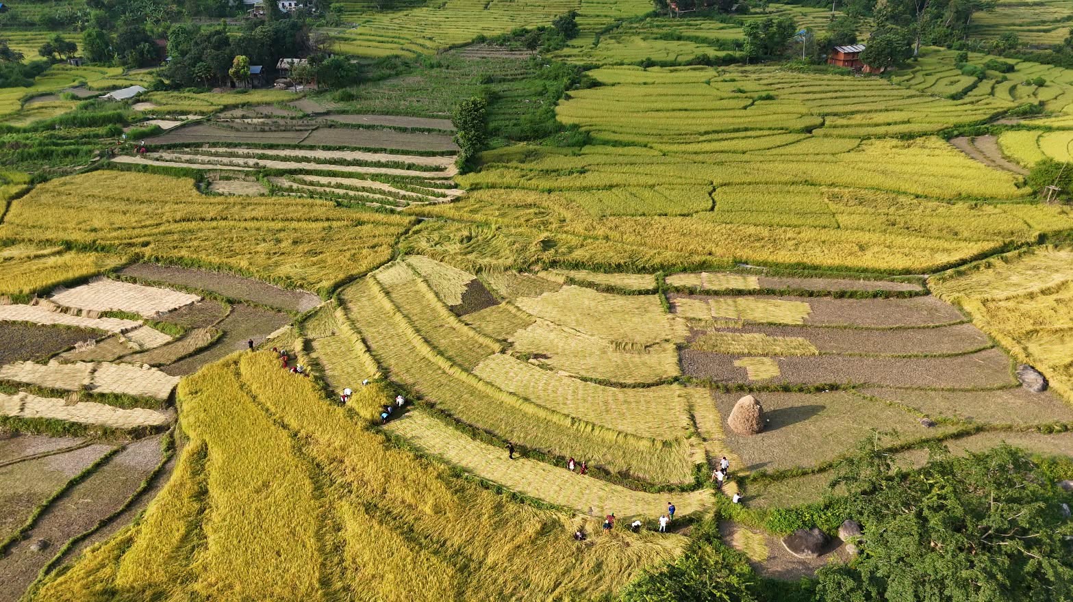 दसैँ एकातिर, धान भित्र्याउने चटारो अर्कातिर   