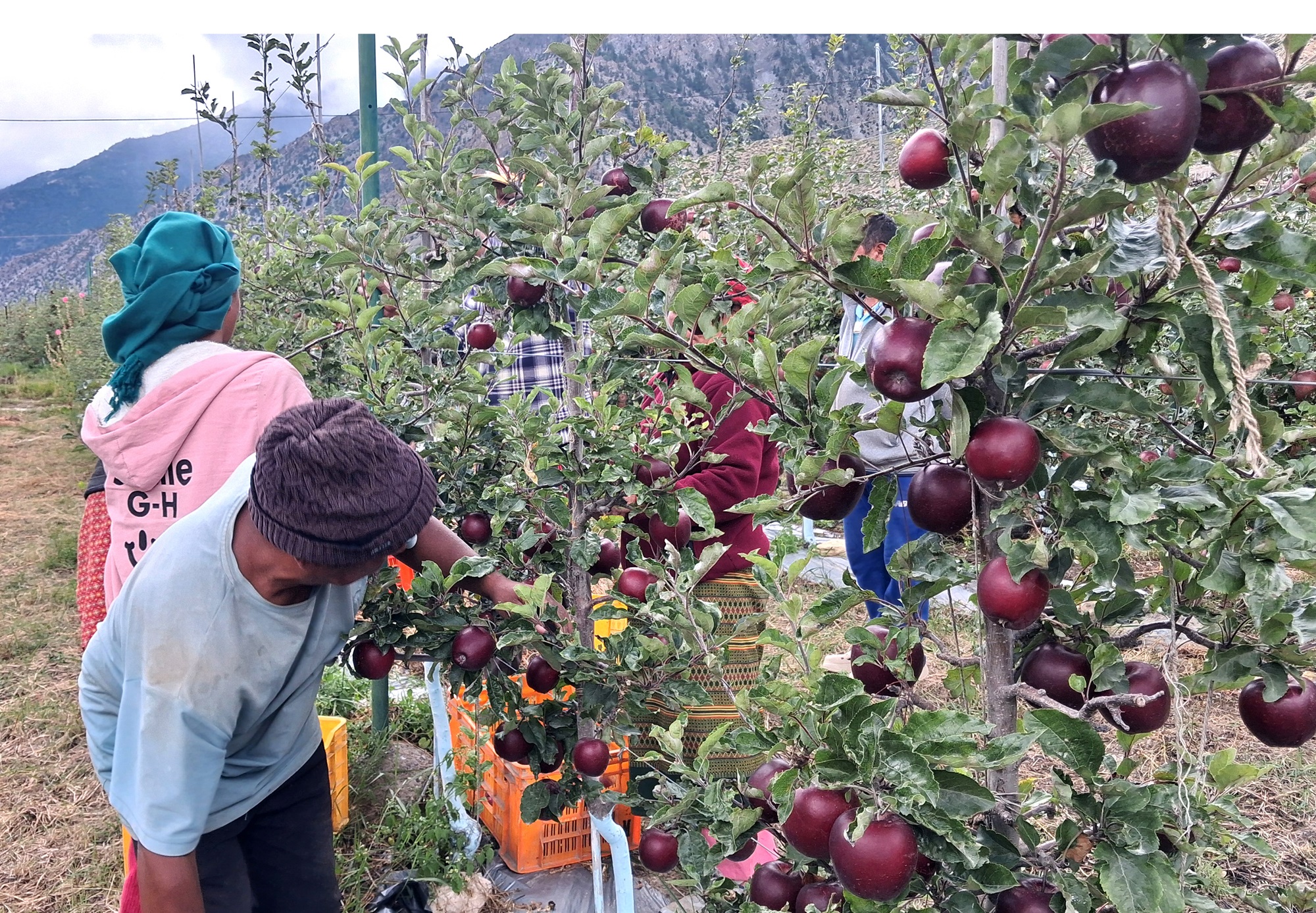 हिमाली जिल्ला मुस्ताङमा छिटो पाक्ने स्याउ टिप्न सुरु   
