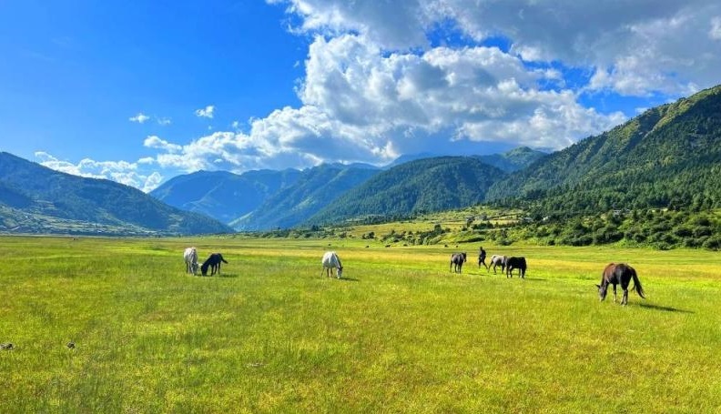 ढोरपाटनमा नाउर र झारल गणना गरिँदै, सिकारको कोटा फेरबदल हुन सक्ने