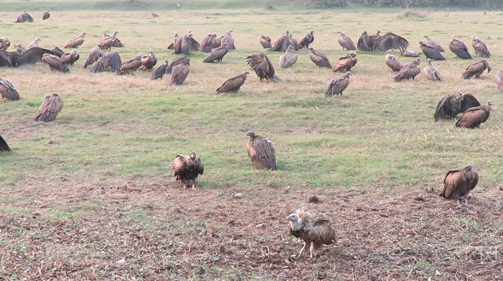 गिद्ध संरक्षणका लागि विषाक्त औषधि प्रयोगमा प्रतिबन्ध लगाउनुपर्नेमा जोड