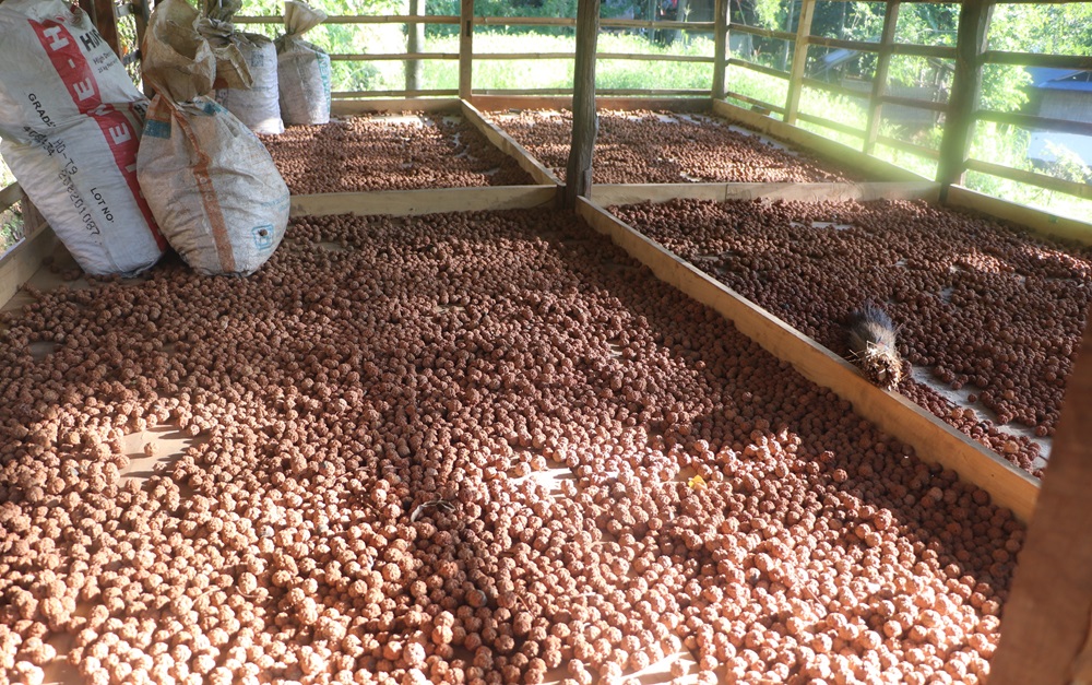 रुद्राक्ष खेतीबाट मनग्य आम्दानी   