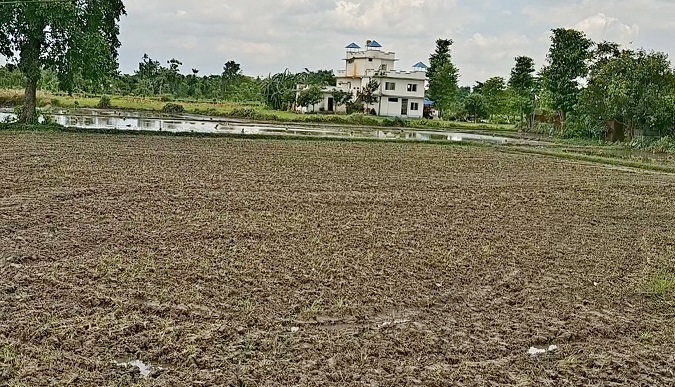 झापामा पर्याप्त वर्षा नहुँदा रोपाइँ प्रभावित   