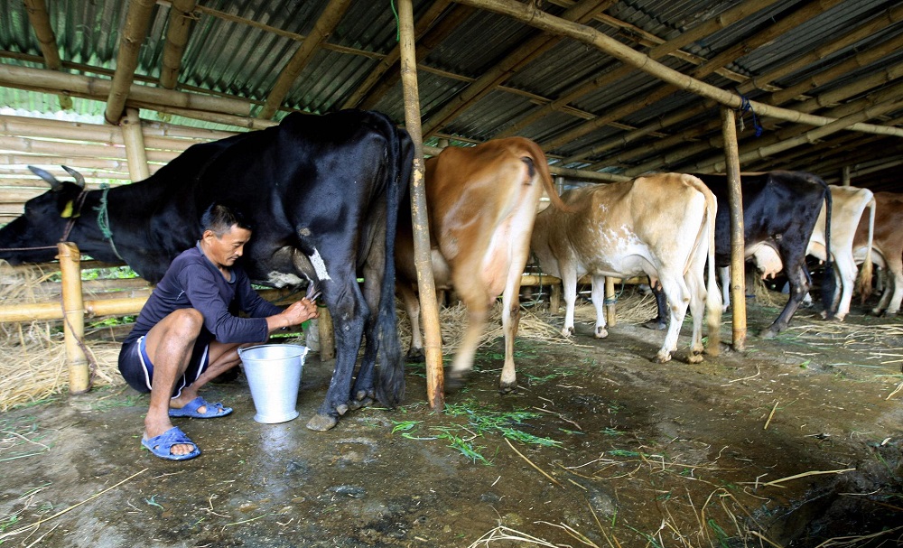 दूध उत्पादनमा लागत बढ्यो, किसानले उचित मूल्य पाएनन्
