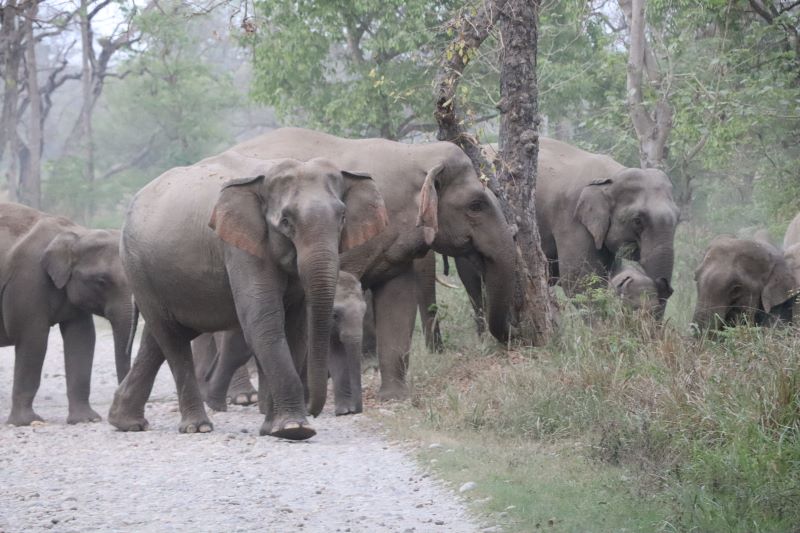 झापाबाट २२ हात्ती फर्किए भारततिर, एउटा एक्लो हात्ती बस्ती छिर्दा त्रास