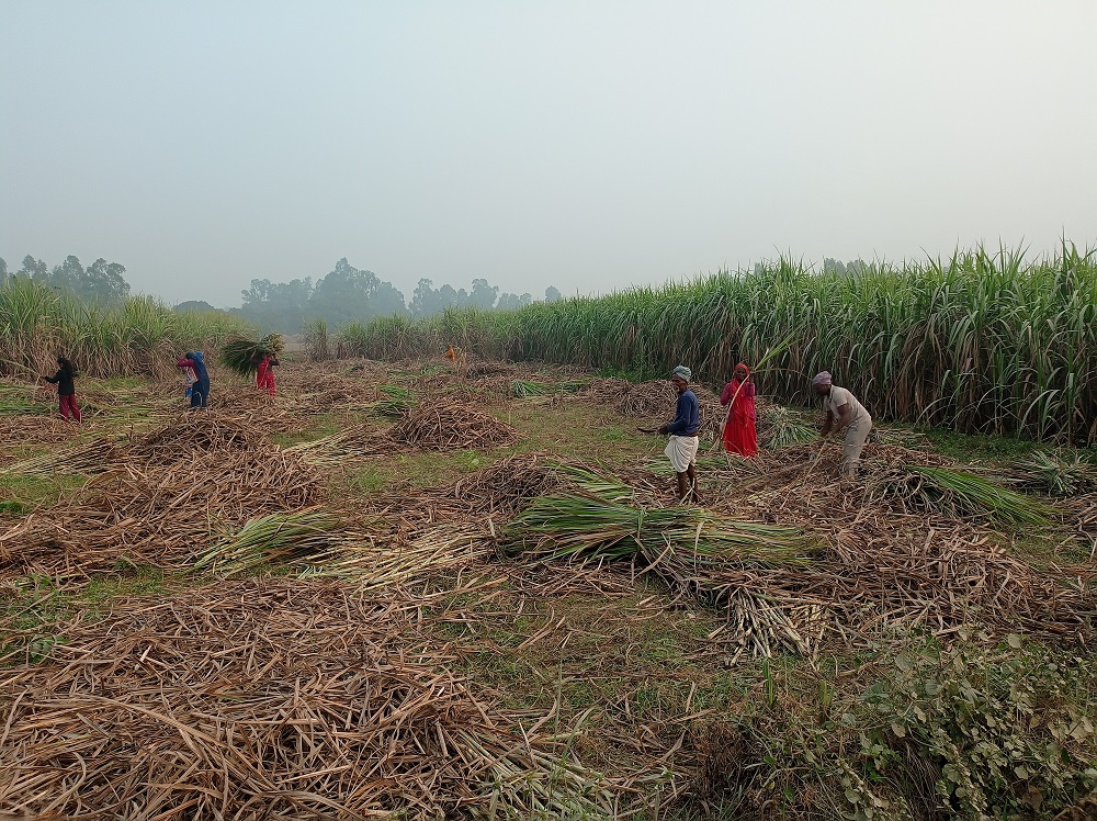 उखु किसानलाई धपेडी   