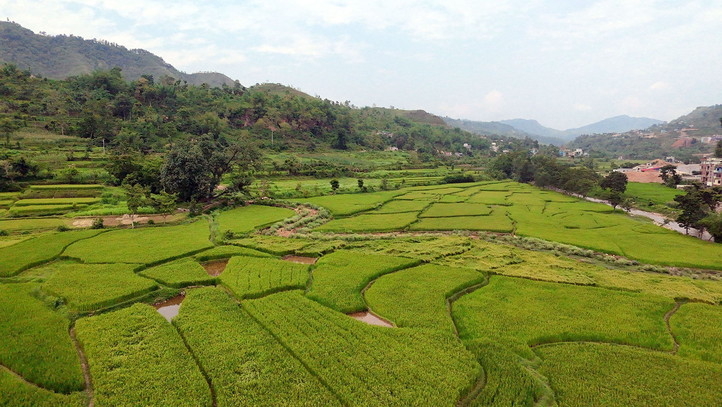 तनहुँमा तरकारी र धान खेतीको क्षेत्रफल विस्तार   