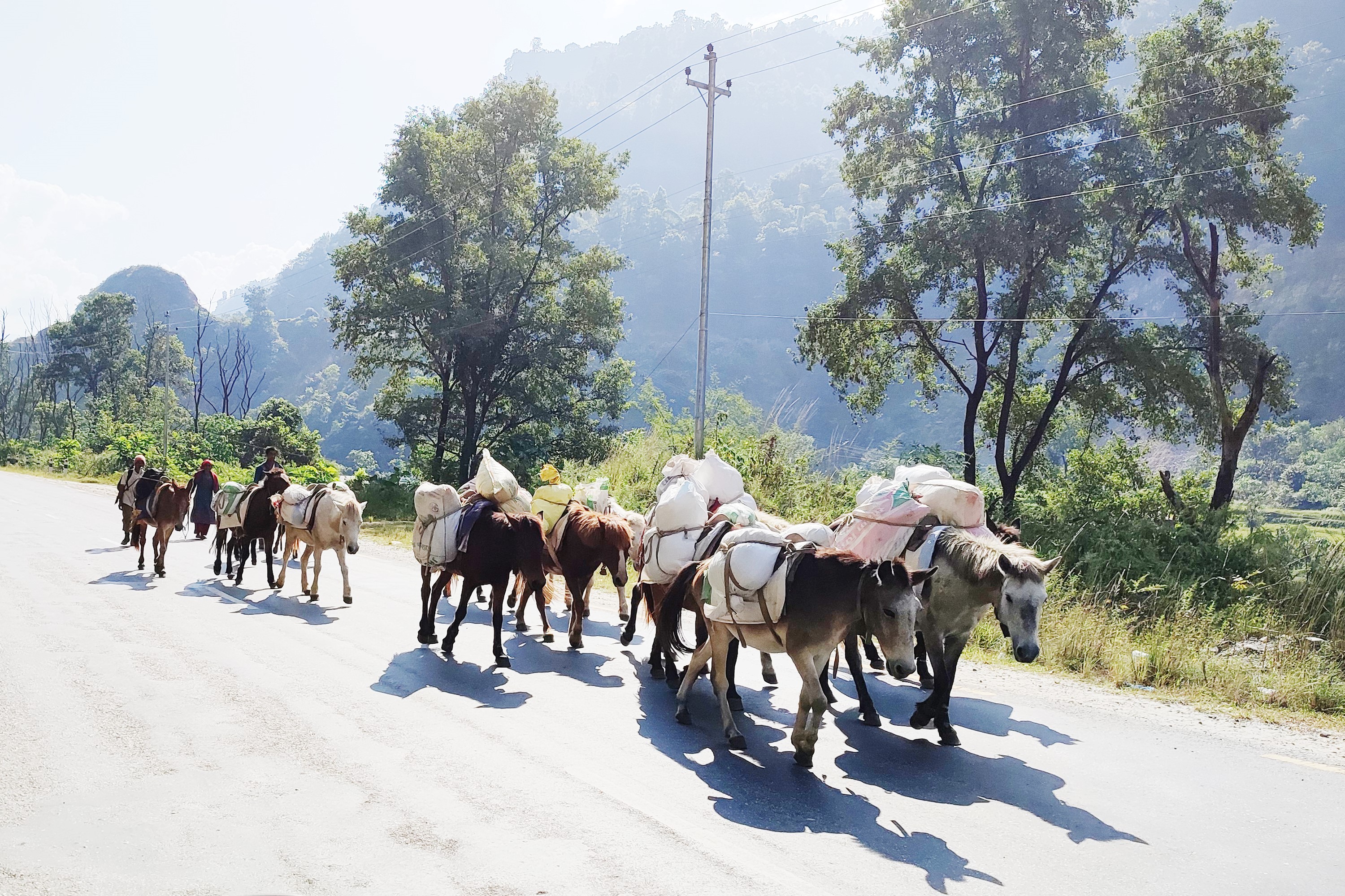 बर्खामा ढुवानी गर्न घोडा र खच्चडकै भर   