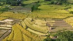 दसैँ एकातिर, धान भित्र्याउने चटारो अर्कातिर   