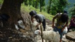 प्रयोग हुन छाडेपछि खेर जाँदै भेडाको ऊन   
