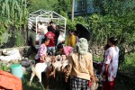 महिला नेतृत्वको एक सहकारीमार्फत ३५० खसीबोका बिक्री   