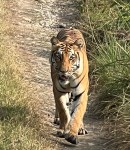 बाक्लो संख्यामा देखिन थाले निकुञ्जमा बाघ        