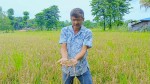 ‘नेक ब्लास्ट’ रोगले बोटमै सुक्यो धान        
