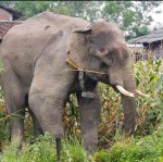 उपचार गरेर बचाइएको हात्तीले नै आतंक मच्चाउन थालेपछि रौतहटबासी त्रसित    