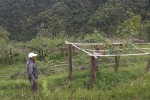 व्यावसायिक किवीखेतीमा जुट्दै खावाका किसान