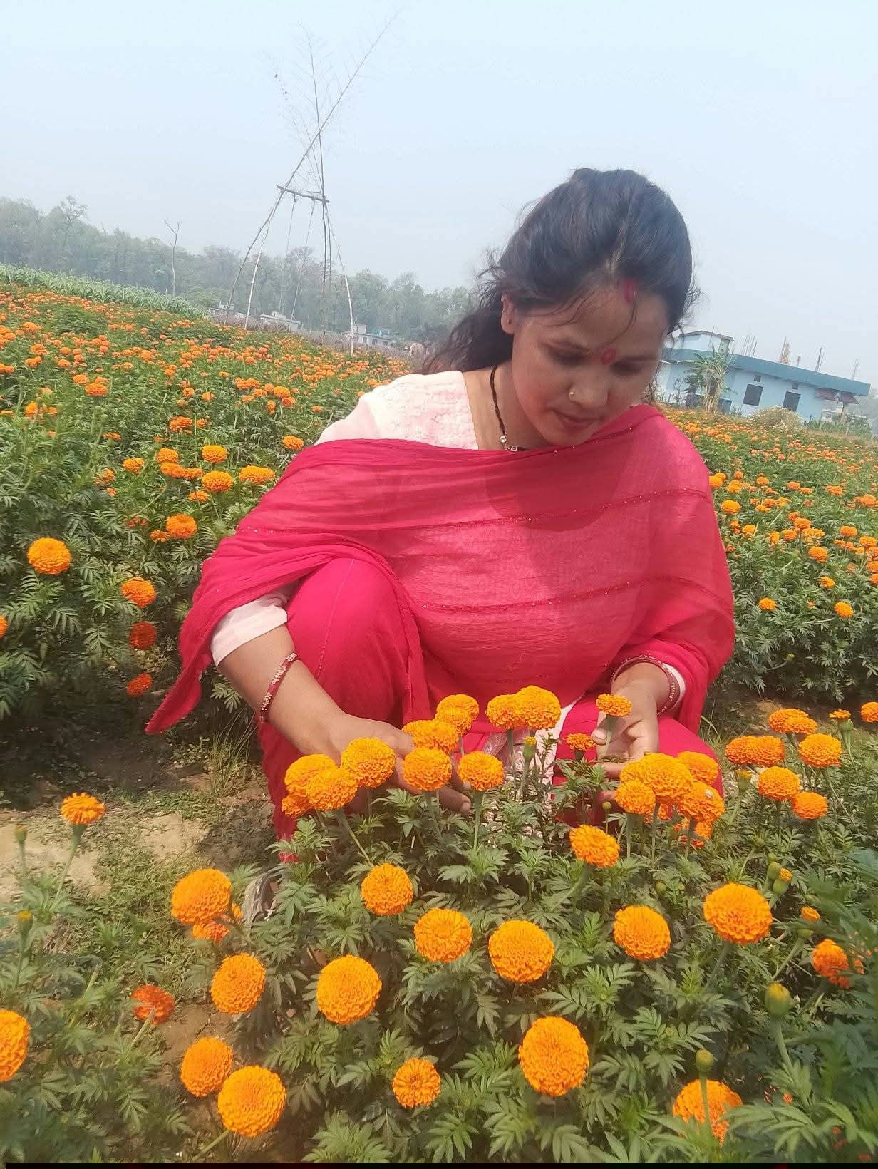 फूलखेतीबाट आत्मनिर्भरसँगै आम्दानी गर्दै धनगढीकी सुशीला   