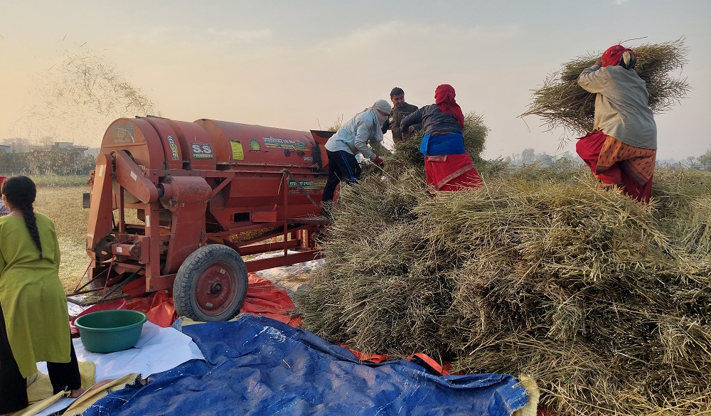 नवलपरासीका किसान तोरीखेतीतर्फ आकर्षित   