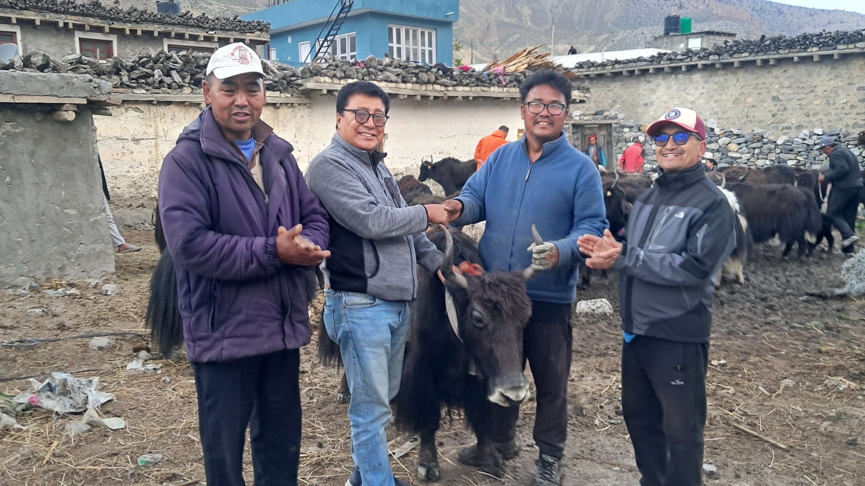 घरपझोङद्वारा किसानलाई अनुदानमा याक र नाक वितरण   