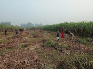 उखु किसानलाई धपेडी   