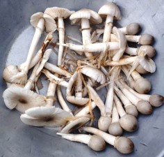 थारु समुदायका महिला ‘भेंम्टी’ खोज्न व्यस्त    