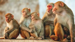 दिक्तेल रुपाकोटले बाँदर धपाउन छुट्यायो रु ४५ लाख बजेट   
