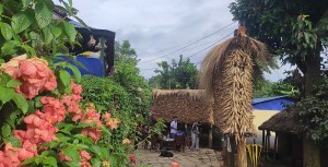 तनहुँमा मकैको उत्पादन बढ्यो   