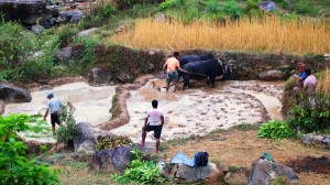 हलगोरु पाल्ने एक सय अठहत्तर जना किसानले पाए पोषणभत्ता   