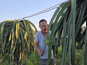 पूर्वसैनिक घलेको लोभलाग्दो ‘ड्रागन फ्रुट’ खेती   