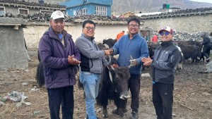 घरपझोङद्वारा किसानलाई अनुदानमा याक र नाक वितरण   