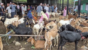 धरानमा दसैँमा २६ करोड बढीको खसीबोका कारोबार   