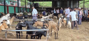 चाडपर्व नजिकिएसँगै धरानमा खसीबोकाको कारोबार बढ्यो   