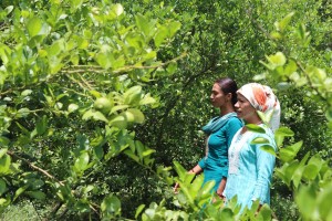 युट्युब हेरेरै व्यावसायिक कृषिमा शेर्पा   