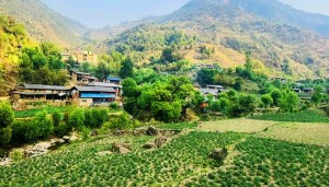 बागलुङमा एक अर्ब ९४ करोड ६० लाखको आलु उत्पादन   