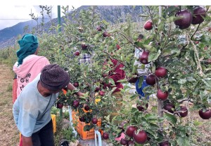 हिमाली जिल्ला मुस्ताङमा छिटो पाक्ने स्याउ टिप्न सुरु   