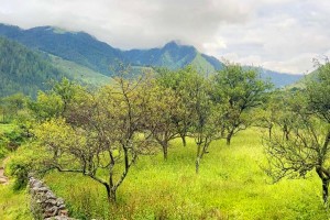 ढोरपाटन र निसेलढोरमा स्याउ नफल्दा किसान चिन्तित   