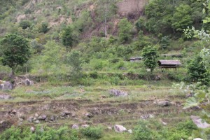 सिँचाइमा क्षति पुग्दा बाँझिए खेतबारी   