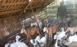 वैदेशिक रोजगारी छाडेर गाउँमै बाख्रापालनमा रमाउँदै लक्ष्मीप्रसाद   