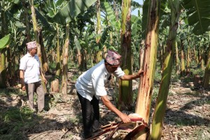 उचित मूल्य नपाएको केरा उत्पादक किसानको गुनासो    