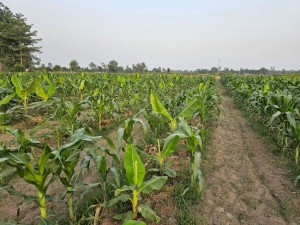 केराखेतीभित्र बहुबालीमा किसानको आकर्षण बढ्दो        