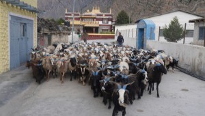 डोल्पा र जुम्लाका भेडाच्याङ्ग्रा मुस्ताङमा        