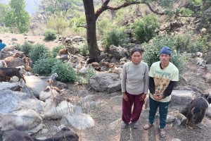 घुम्तीगोठमा बाख्रा पालेर स्वरोजगार र आत्मनिर्भर   