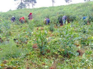 आमचोकमा तीन करोड लगानीमा चियाखेती   