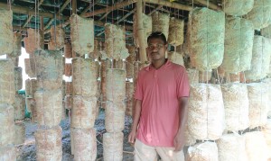 च्याउखेतीबाट रोजगारी दिन र मनग्य आम्दानी लिन सफल मङ्गल   