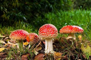 जङ्गली च्याउ खाँदा ११ जना बिरामी    