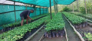 कफीको बिरुवा बेचेर साढे १३ लाख कमाई   