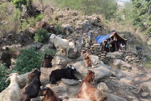 धौलागिरिका घुम्ती गोठ सङ्कटमा   