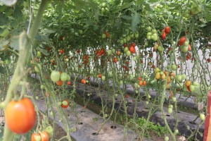 डडुवाका किसान तरकारीखेतीमा : पहिले किनेर खान्थे, अहिले बिक्री गरेर कमाउन थाले   