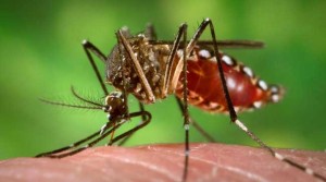 जापनिज इन्सेफ्लाइटिस सङ्क्रमण बढ्दै, देशभर ३१ जनाको मृत्यु