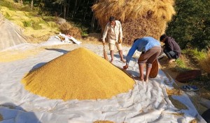 धान थन्क्याउन किसानलाई युवा जनशक्ति पाउनै मुस्किल   