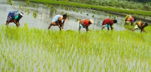 देशभर ७८.८४ प्रतिशत भूभागमा धान रोपाइँ   