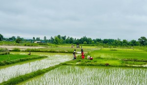 सिरहामा यसवर्षको रोपाइँ सकिन लाग्यो   